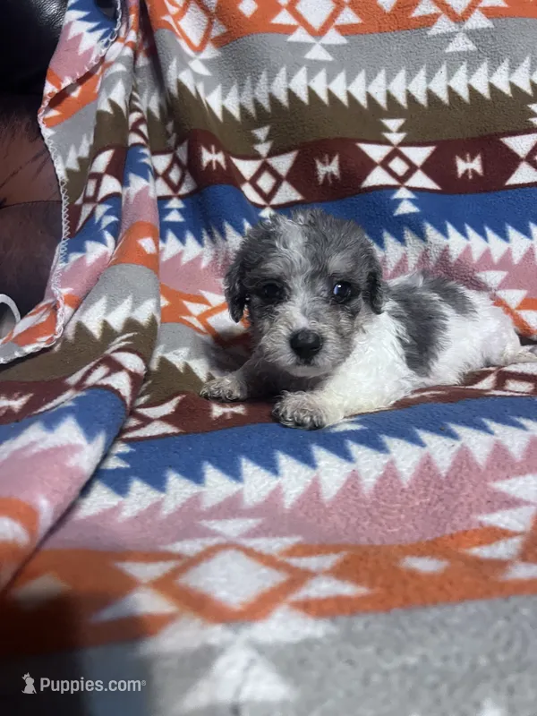 Prince ice blue eyes  3lbs – Schnoodle puppy for sale in Durant, OK