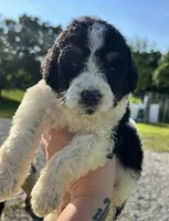 Paris, a male Bernedoodle for sale in Durant, OK – 3 of 10