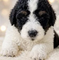 Paris, a male Bernedoodle for sale in Durant, OK – 2 of 10