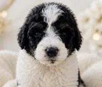 Paris, a male Bernedoodle for sale in Durant, OK – 5 of 10