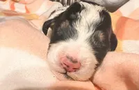 Poppi, a female Bernedoodle for sale in Durant, OK – Photo 4 of 4