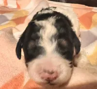 Poppi, a female Bernedoodle for sale in Durant, OK – Photo 2 of 4