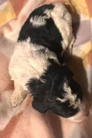 Poppi, a female Bernedoodle for sale in Durant, OK – Photo 3 of 4