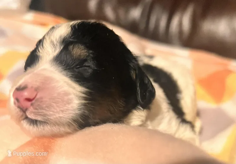 Poppi – Bernedoodle puppy for sale in Durant, OK