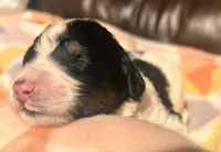 Poppi, a female Bernedoodle for sale in Durant, OK – Photo 1 of 4