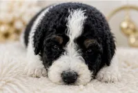 Paris, a male Bernedoodle for sale in Durant, OK – 4 of 10