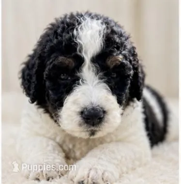 Paris – Bernedoodle puppy for sale in Durant, OK