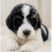 Paris, a male Bernedoodle for sale in Durant, OK – 1 of 10