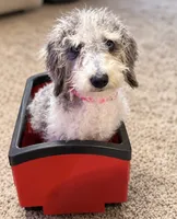 Prince ice blue eyes  toy , a male Schnoodle and Poodle - Toy  for sale in Durant, OK – 4 of 9