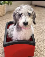 Prince ice blue eyes  toy , a male Schnoodle and Poodle - Toy  for sale in Durant, OK – 3 of 9