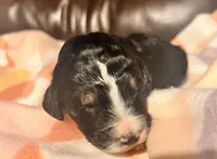 Lollie , a female Bernedoodle for sale in Durant, OK – Photo 4 of 4