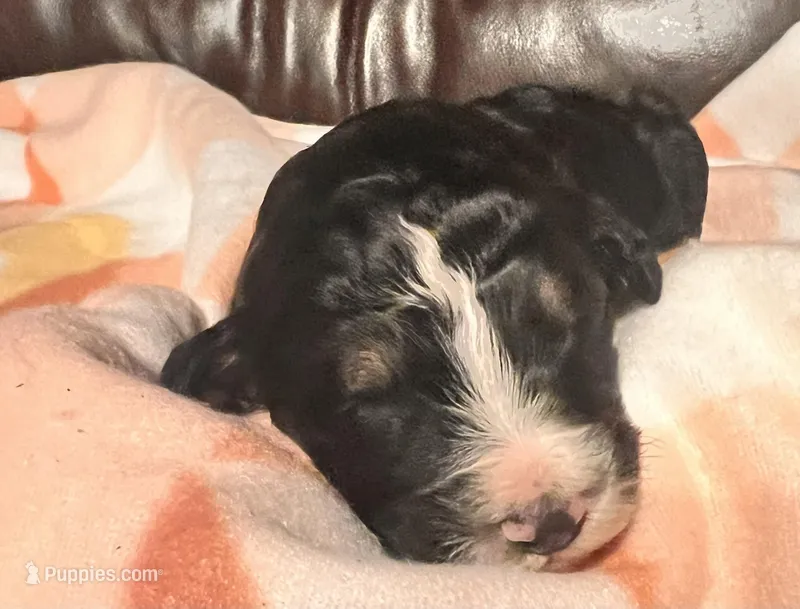 Lollie  – Bernedoodle puppy for sale in Durant, OK