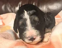 Lollie , a female Bernedoodle for sale in Durant, OK – Photo 2 of 4