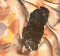 Lollie , a female Bernedoodle for sale in Durant, OK – Photo 3 of 4