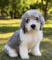 Prince ice blue eyes  toy , a male Schnoodle for sale in Durant, OK – 7 of 8