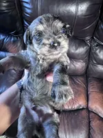 Clyde , a male Schnoodle for sale in Durant, OK – 5 of 5
