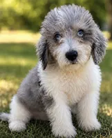 Prince ice blue eyes  toy , a male Schnoodle for sale in Durant, OK – 2 of 8
