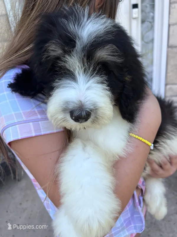 Oreo – Bernedoodle puppy for sale in Durant, OK