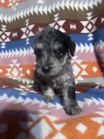 Clyde Ice blue eyes  3lbs toy , a male Schnoodle for sale in Durant, OK – 6 of 10