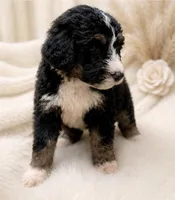 Rj aka Bells , a female Bernedoodle for sale in Durant, OK – 5 of 10
