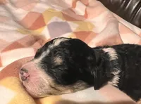 Dolly, a female Bernedoodle for sale in Durant, OK – Photo 4 of 5