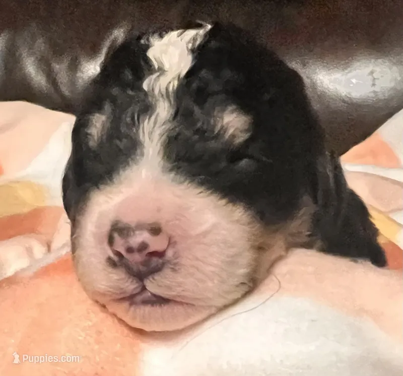 Dolly – Bernedoodle puppy for sale in Durant, OK