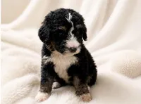 Rj aka Bells , a female Bernedoodle for sale in Durant, OK – 6 of 10