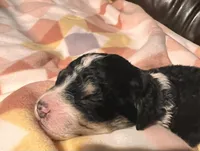 Dolly, a female Bernedoodle for sale in Durant, OK – Photo 3 of 5