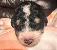 Dolly, a female Bernedoodle for sale in Durant, OK – Photo 5 of 5