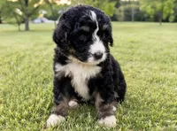 Rj aka Bells , a female Bernedoodle for sale in Durant, OK – 2 of 10