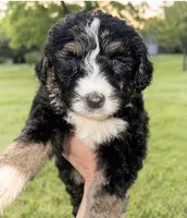 Rj aka Bells , a female Bernedoodle for sale in Durant, OK – 4 of 10