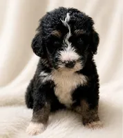 Rj aka Bells , a female Bernedoodle for sale in Durant, OK – 3 of 10