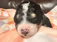 Dolly, a female Bernedoodle for sale in Durant, OK – Photo 2 of 5