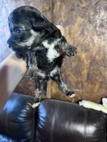 Panther, a male Schnoodle for sale in Durant, OK – 5 of 5