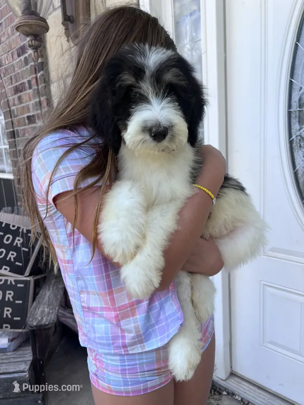 Oreo – Bernedoodle puppy for sale in Durant, OK