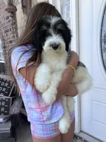 Oreo, a male Bernedoodle for sale in Durant, OK – 1 of 6