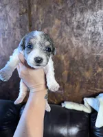 Prince , a male Schnoodle for sale in Durant, OK – 6 of 6