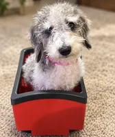 Prince ice blue eyes  toy , a male Schnoodle and Poodle - Toy  for sale in Durant, OK – 6 of 9