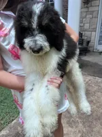 Oreo, a male Bernedoodle for sale in Durant, OK – 2 of 6