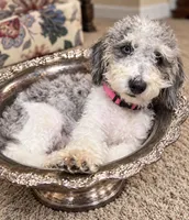 Prince ice blue eyes  toy , a male Schnoodle and Poodle - Toy  for sale in Durant, OK – 2 of 9