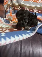 Panther ice blue eyes , a male Schnoodle for sale in Durant, OK – 2 of 7