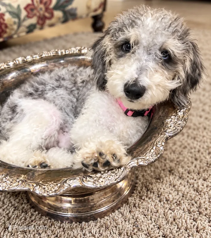 Prince ice blue eyes  toy  – Schnoodle puppy for sale in Durant, OK