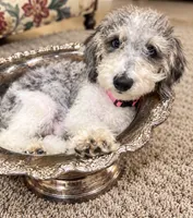 Prince ice blue eyes  toy , a male Schnoodle and Poodle - Toy  for sale in Durant, OK – 1 of 9