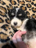 Honey Bun , a female Bernedoodle for sale in Durant, OK – 4 of 9