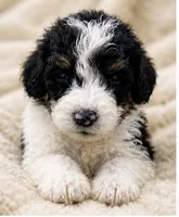 Paris , a female Bernedoodle for sale in Durant, OK – 6 of 9