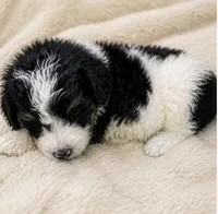 Paris , a female Bernedoodle for sale in Durant, OK – 4 of 9