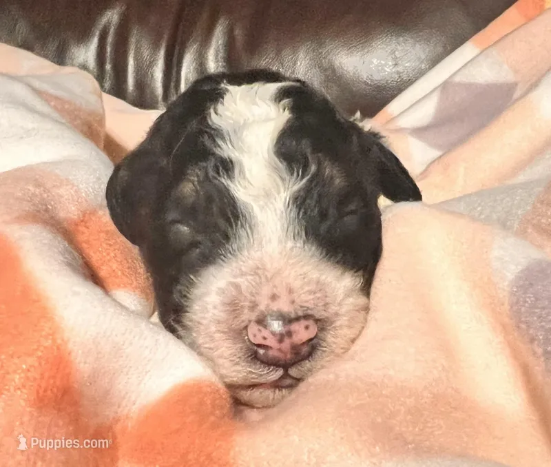 Petunia – Bernedoodle puppy for sale in Durant, OK