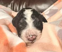 Petunia, a female Bernedoodle for sale in Durant, OK – Photo 1 of 3