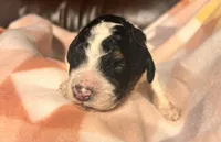 Petunia, a female Bernedoodle for sale in Durant, OK – Photo 2 of 3