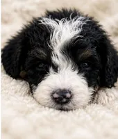 Paris , a female Bernedoodle for sale in Durant, OK – 3 of 9